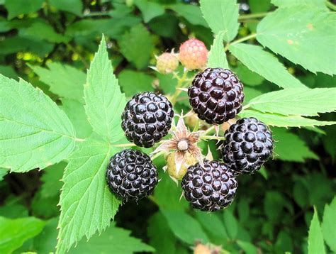 Black wild raspberry. Things To Know About Black wild raspberry. 